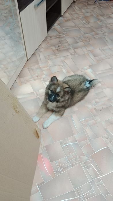 Продам щенка! Японский шпиц!