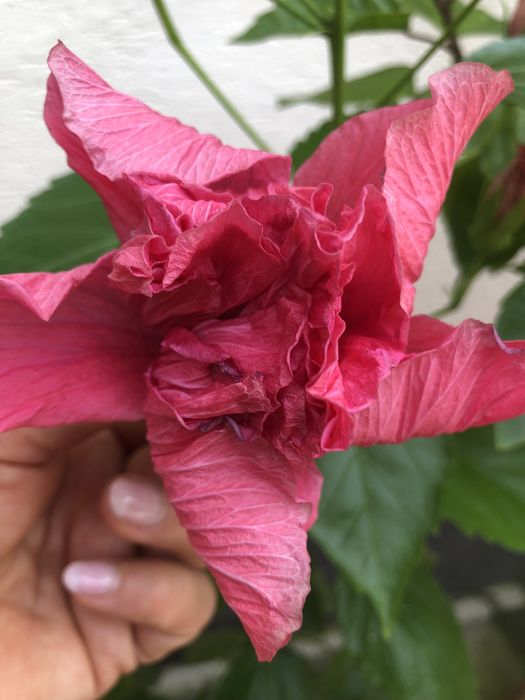 Trandafir japonez roz, asparagus