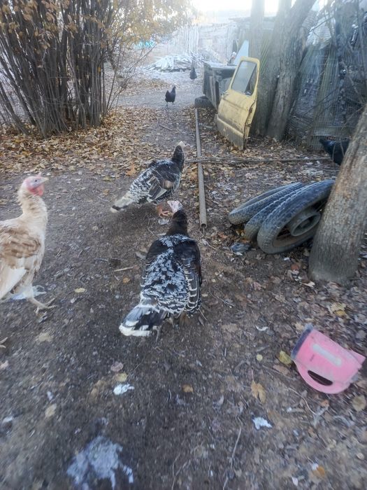 Продам семью индюков