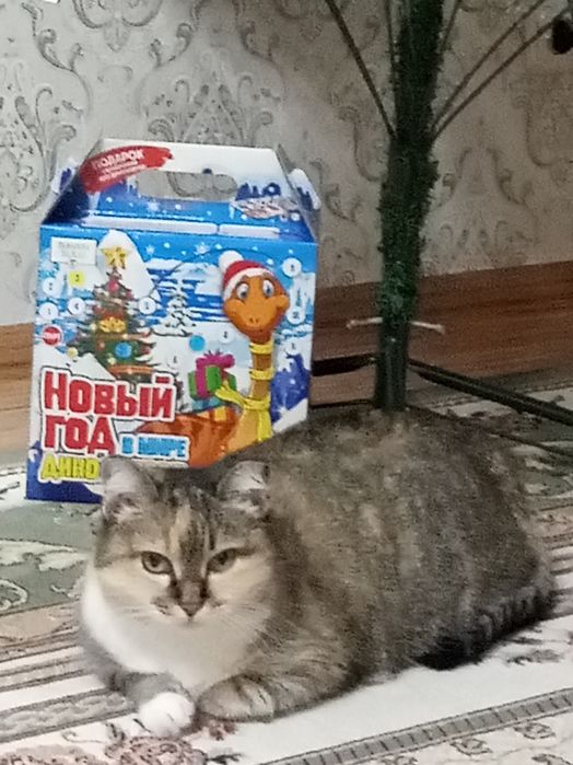 Отдам взрослую кошку в добрые руки