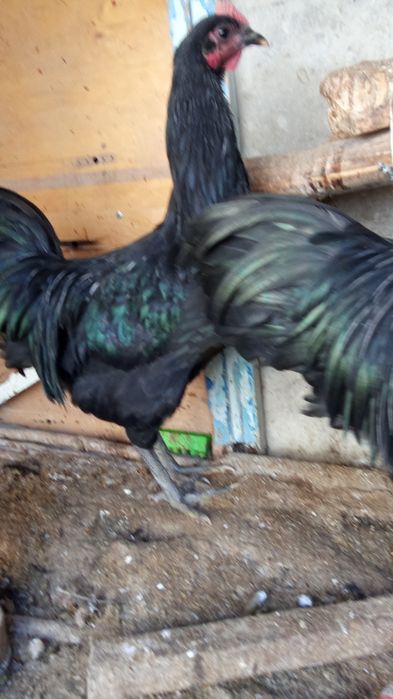 Астролоп Румыния хурозчалар