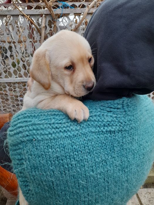 Donez puiuț Labrador