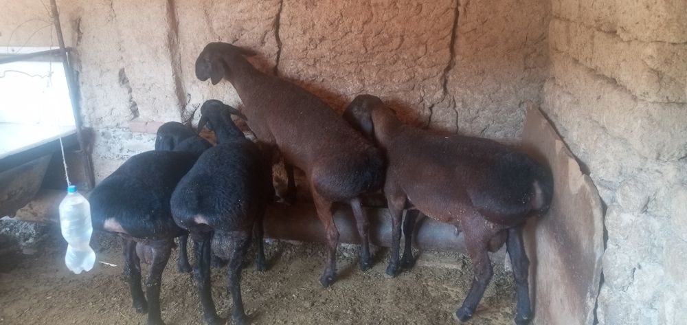 Qo'chqor qo'ylar sotiladi