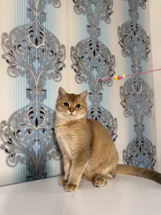 Продается мальчик шиншила золото