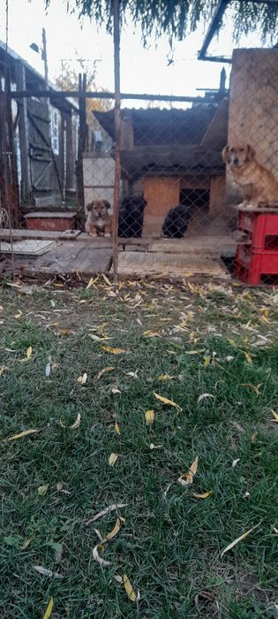 Donez  trei pui de câine