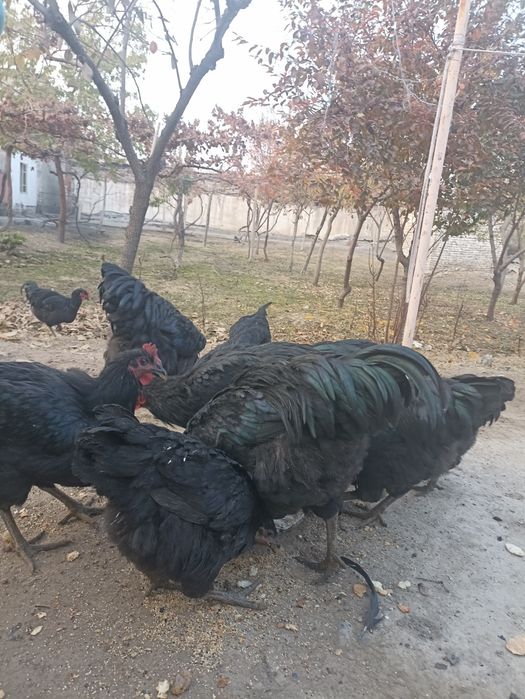 Хўрозлар сотилади.жерс