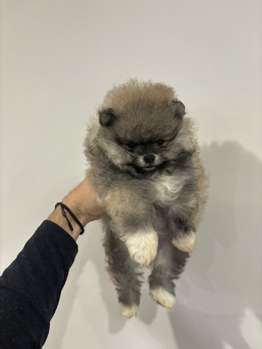 Померан момче и момиче