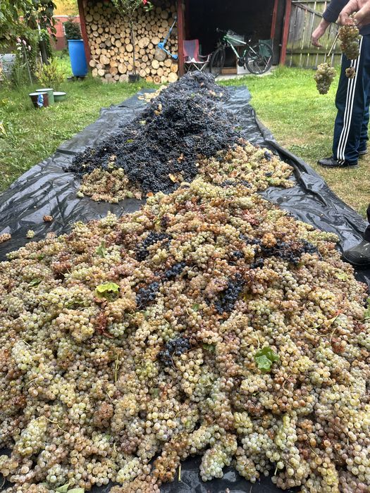 Struguri de vin soiuri nobile