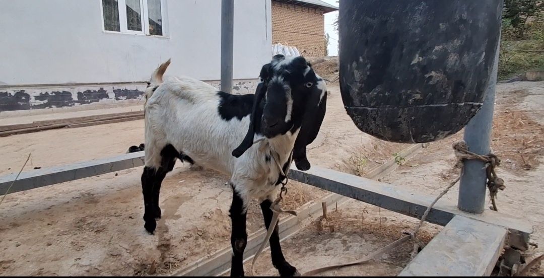 Echki bital paroda