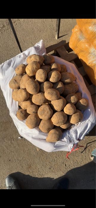 Картофель отборный (сорт Скарб)