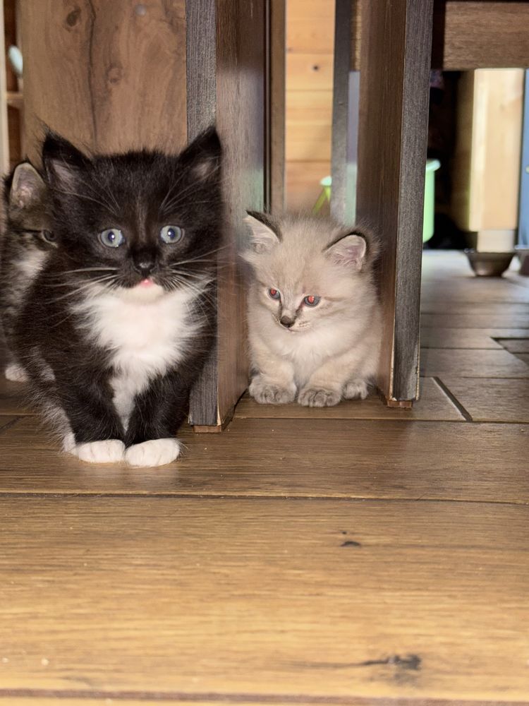 Котяток отдадим 2 месяца
