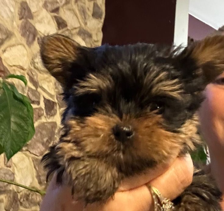 Yorkshire terrier talie mica