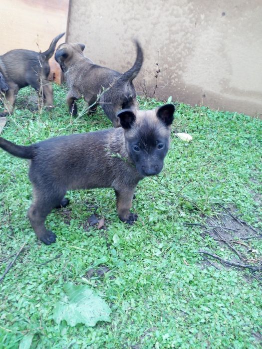 Белгийска овчарка Малиноа