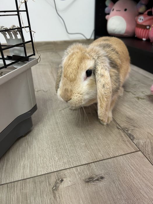 Iepuraş berbec ( lop)