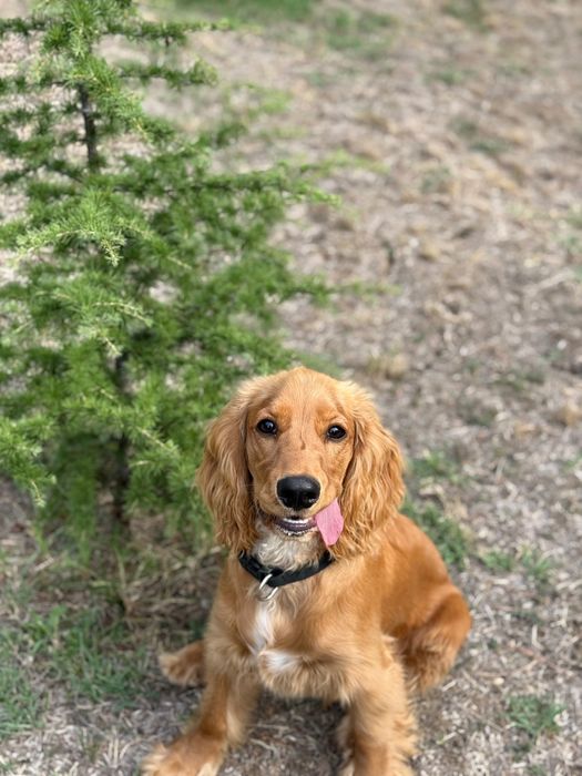 Английски кокер момче на 9 месеца -200 лв