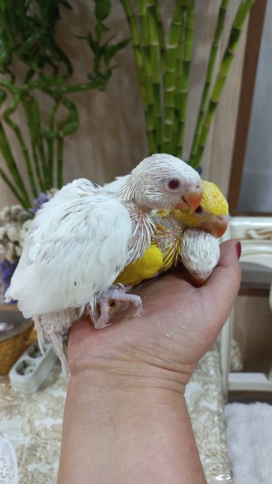 Продаются птенцы Ожирелового попугая.