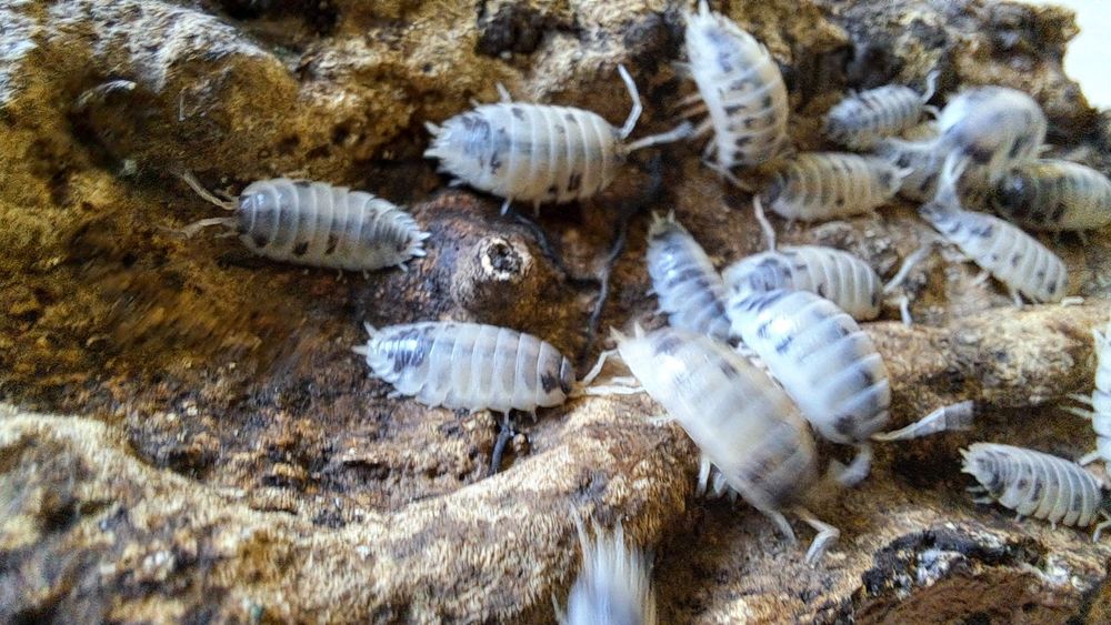 Colonie 25 indivizi Isopode Dairy Cow Izopode Porcellio Laevis