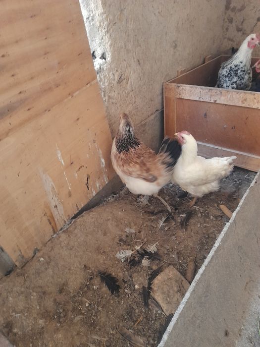 Домашний товук ва хурозлар сотувда