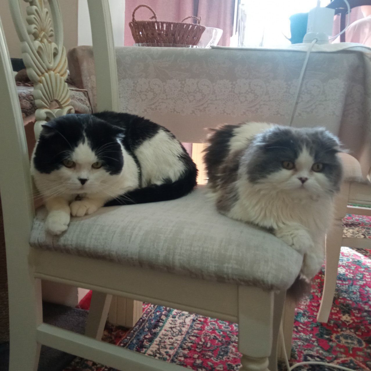 Милые котята британской породы