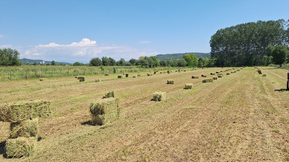 Baloti lucerna de vanzare