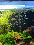 Guppy pui de vanzare