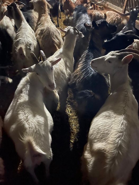 Vand 100 capre  tinere de lapte