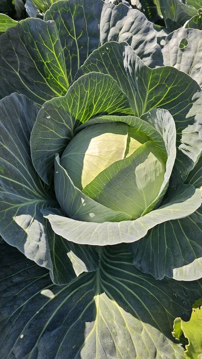Продам домашнюю капусту