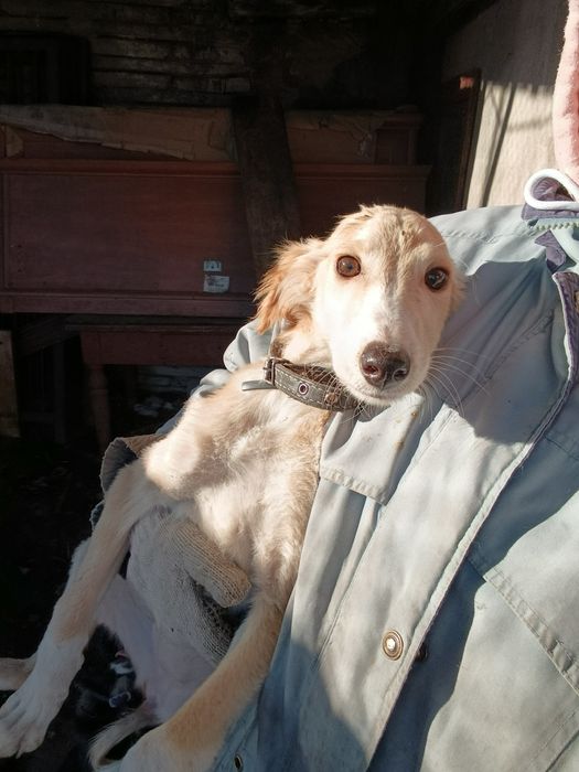 Щенки ищут ответственных хозяев!