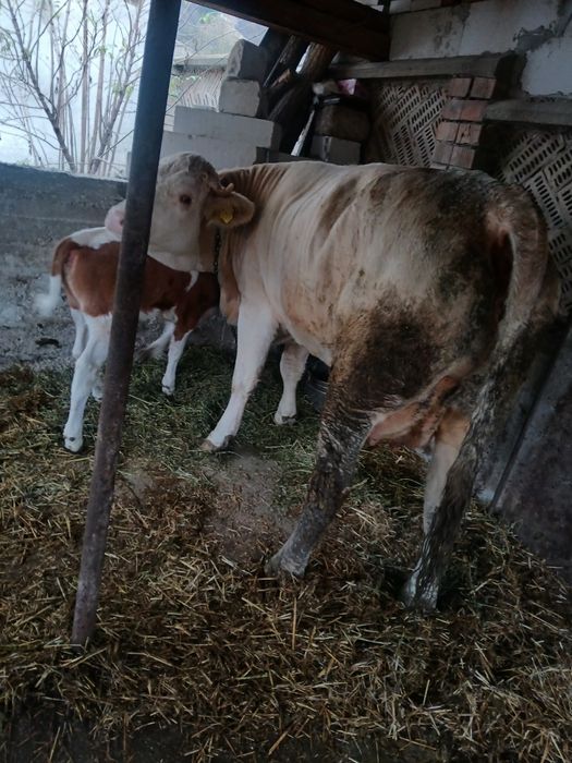 Vând vaca de un an și 8luni cu vitea lângă ea