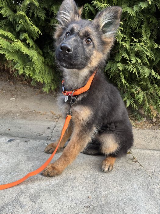 Продам щенков немецкой овчарки