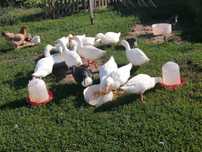 De vânzare rațe pekin