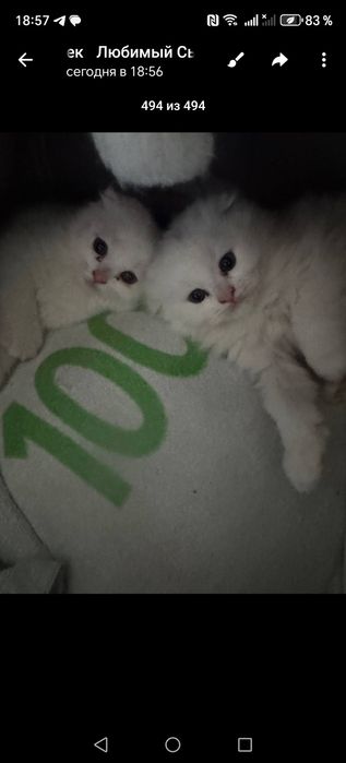 Кошечки шатлагские