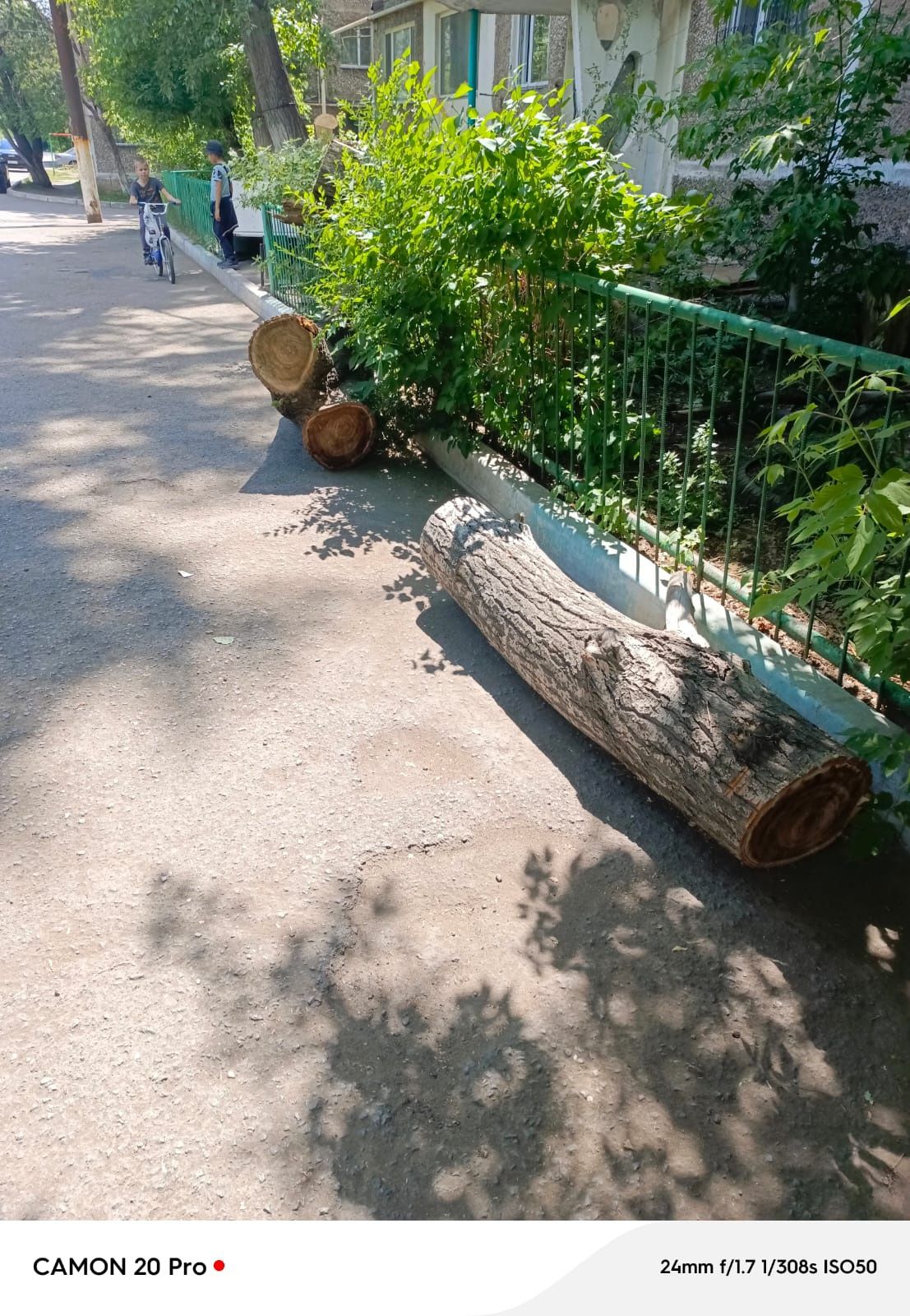 Отдаем дерево на дрова