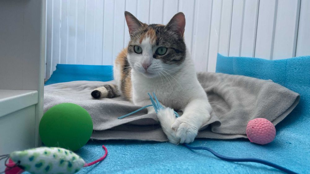 Cleo, pisicuta sterilizata pentru adoptie