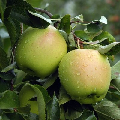 Vand mere (diverse soiuri)