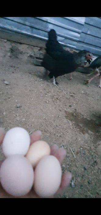 Продается домашний Курица