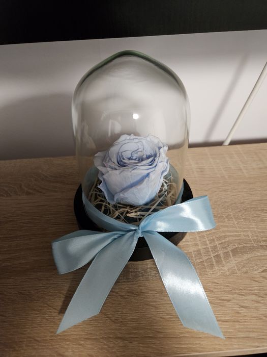 Trandafir baby blue, cupola