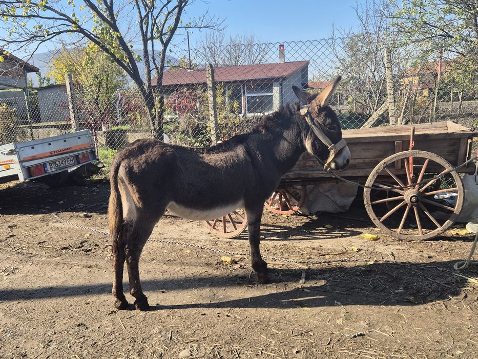 Прадавам магаре и малки кученца