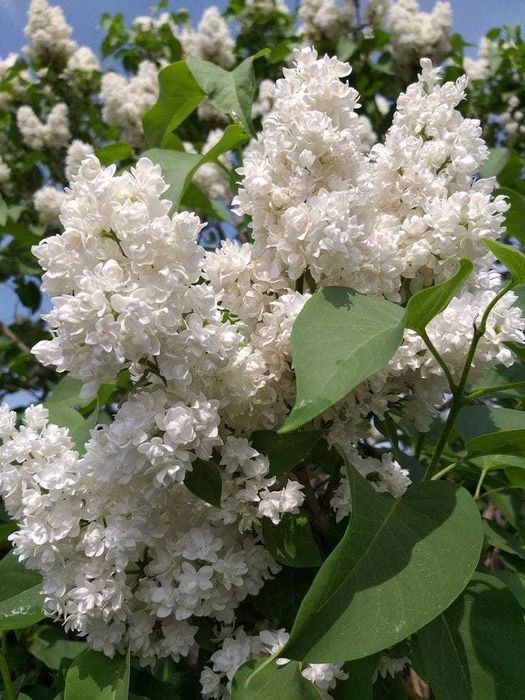 Aluni soiuri Nuci Chandler Paulownia Ciresi Meri Par Prun Mosmon Visin