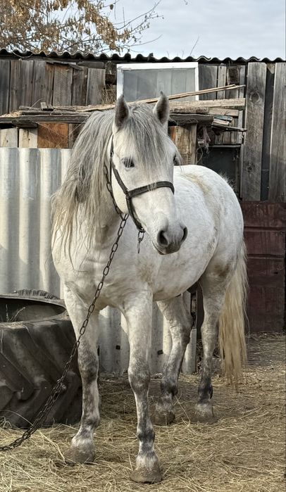 Жеребец 7 лет. На откорме.
