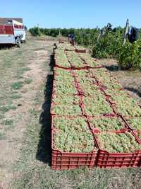 Vănd struguri de vin