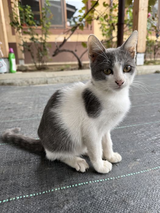 Ofer spre adoptie o pisicuta de apoximativ 2 luni