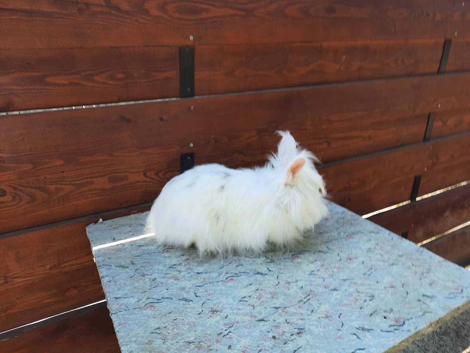 Iepure angora pitic