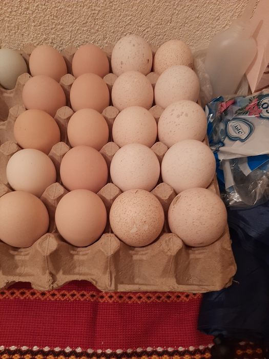Оплодени яйца от пуйки и катунски кокошки