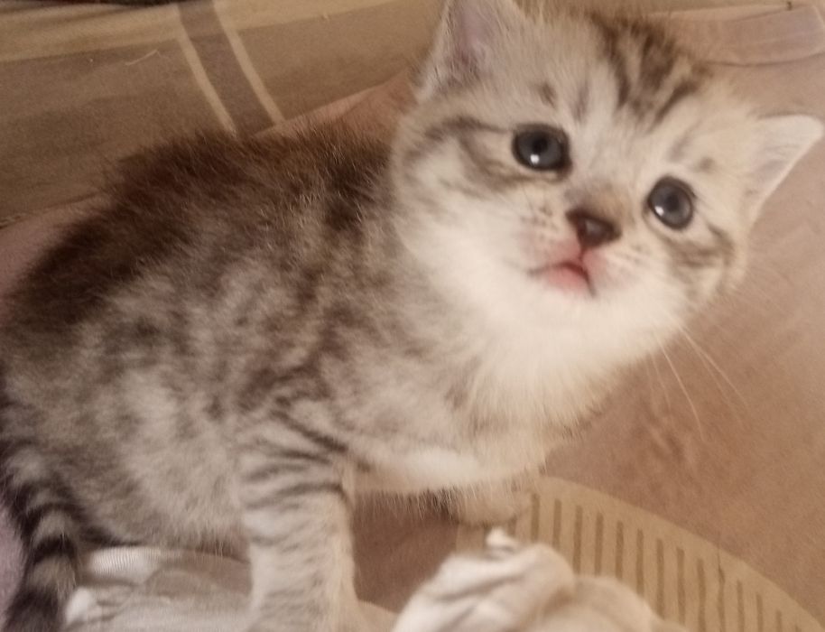 Мушукчалар сотилади!!!