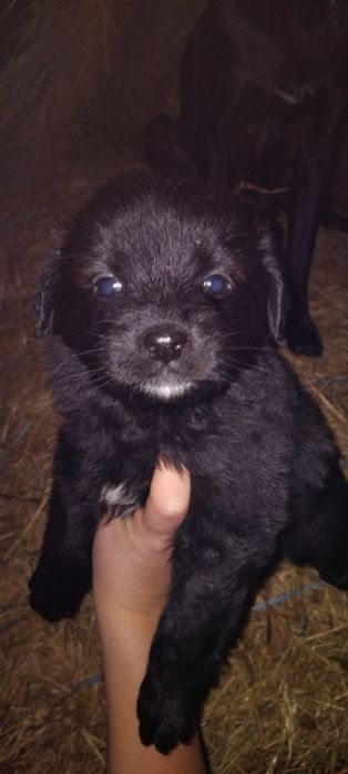 Donez puiuți de câine ! Nu am posibilitatea să-i păstrez!