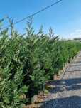 chamaecyparis leylandii