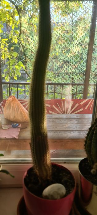 Кактус #1. 10 лет.