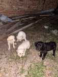donez catei cu tatal labrador