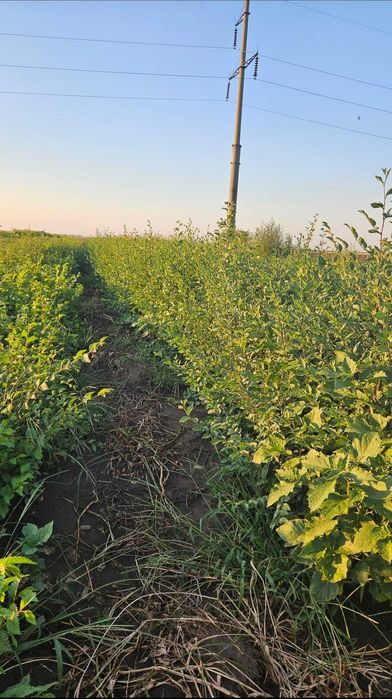 Puieți de ulm, stejar,lemn cainesc,salcioara,frasin